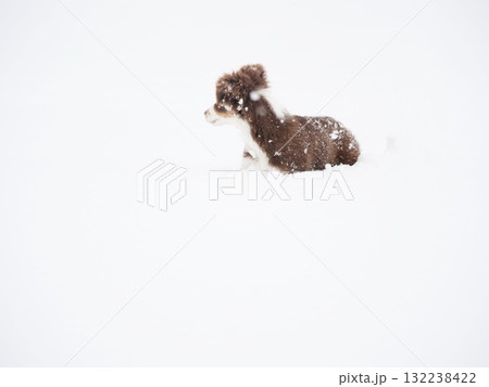 Small brown and white dog is standing in the snow Small brown and white dog is standing in the snow 132238422