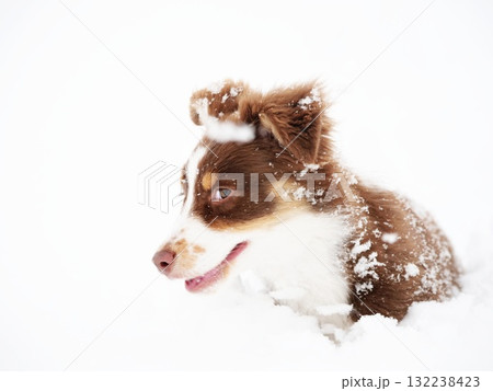Brown and white dog is sitting in the snow 132238423