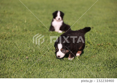 Two puppies are playing in a grassy field 132238460