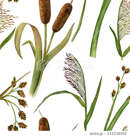 Seamless pattern of cattail, reed and rushes. Hand-drawn watercolor illustration. For textiles, fabrics, and wallpaper Seamless pattern of cattail, reed and rushes. Hand-drawn watercolor illustration. For textiles, fabrics, and wallpaper 132238502