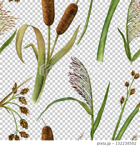 Seamless pattern of cattail, reed and rushes. Hand-drawn watercolor illustration. For textiles, fabrics, and wallpaper Seamless pattern of cattail, reed and rushes. Hand-drawn watercolor illustration. For textiles, fabrics, and wallpaper 132238502