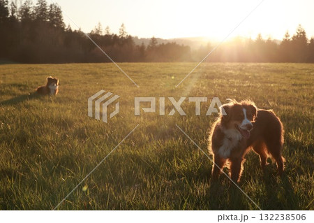 Two dogs are standing in a field of grass Two dogs are standing in a field of grass 132238506