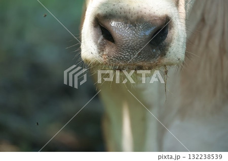 A close up of a cow's nose with a fly on it 132238539