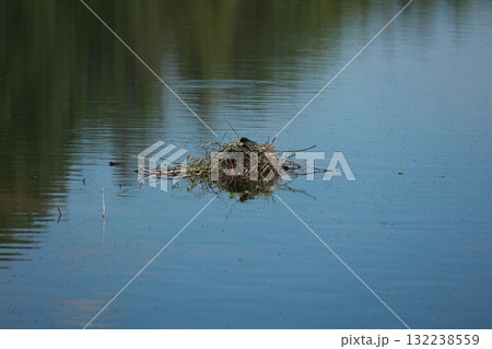 A nest of twigs and grass is floating on the surface of a lake A nest of twigs and grass is floating on the surface of a lake 132238559
