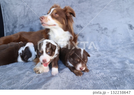 A mother dog and her puppies are laying on a blanket 132238647