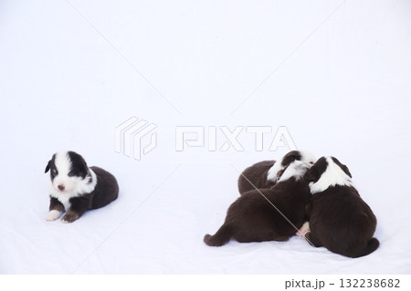 A group of puppies are laying on a white blanket A group of puppies are laying on a white blanket 132238682