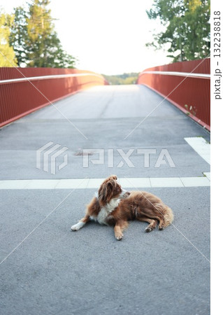 Dog is laying on the ground in front of a bridge Dog is laying on the ground in front of a bridge 132238818