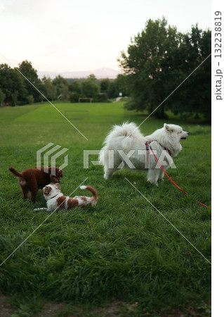 Three dogs are playing in a grassy field Three dogs are playing in a grassy field 132238819