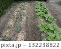 定植後十日の家庭菜園 132238822