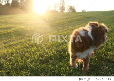 Dog is walking in a field with the sun shining on it Dog is walking in a field with the sun shining on it 132238845
