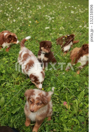 Group of puppies are playing in a field of grass 132238906