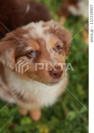 Brown and white dog with blue eyes is looking at the camera Brown and white dog with blue eyes is looking at the camera 132238907