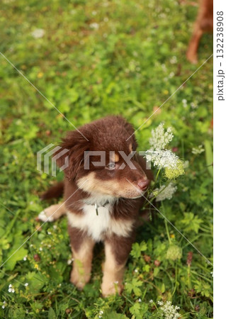 Brown and white dog is sitting in a field of grass and flowers 132238908
