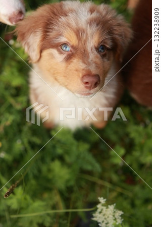Brown and white dog is looking up at the camera 132238909