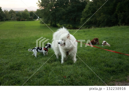 White dog is walking with a red leash and three other dogs White dog is walking with a red leash and three other dogs 132238916