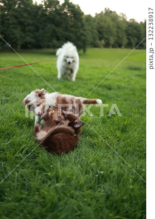 Three dogs playing in a grassy field Three dogs playing in a grassy field 132238917