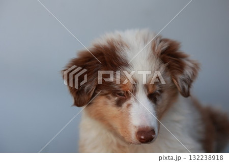 Brown and white dog with a white spot on its face Brown and white dog with a white spot on its face 132238918