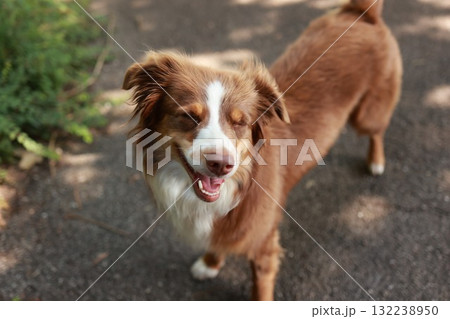 Brown and white dog is smiling and looking at the camera 132238950
