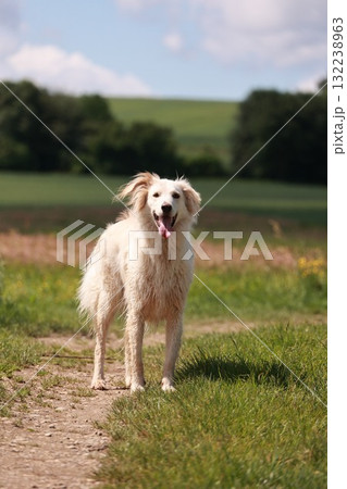 Dog is standing in a field with its tongue out Dog is standing in a field with its tongue out 132238963
