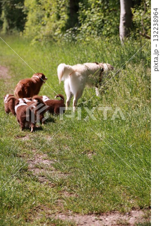 Group of dogs are walking on a path in a grassy field Group of dogs are walking on a path in a grassy field 132238964