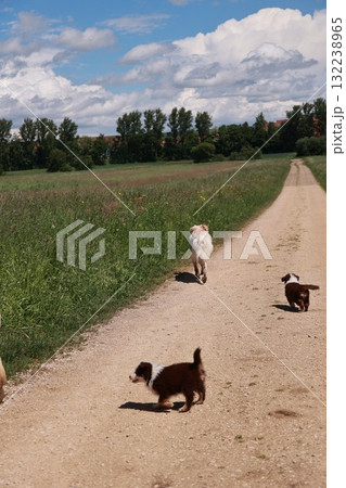 Group of dogs are running down a dirt road 132238965