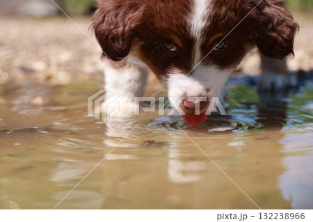 Brown and white dog is drinking water from a pond 132238966