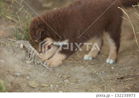 Brown puppy is digging in the dirt 132238973