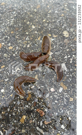 Natures Slime A Fascinating CloseUp of Slugs on Wet Ground and Their Environment 132238982