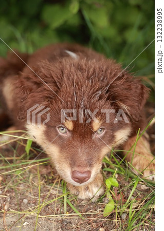 Brown and white dog is laying in the grass Brown and white dog is laying in the grass 132238995