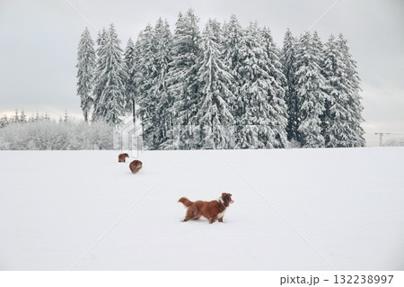 Dog is running in the snow next to a forest Dog is running in the snow next to a forest 132238997