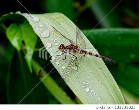 葉に止まるマユタテアカネ成熟♀ 葉に止まるマユタテアカネ成熟♀ 132239023
