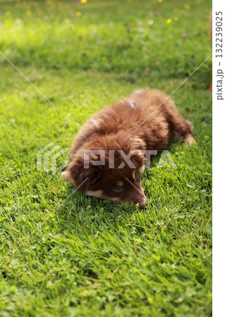 Brown puppy is laying on the grass 132239025