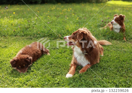 Three dogs are laying on the grass in a park 132239026