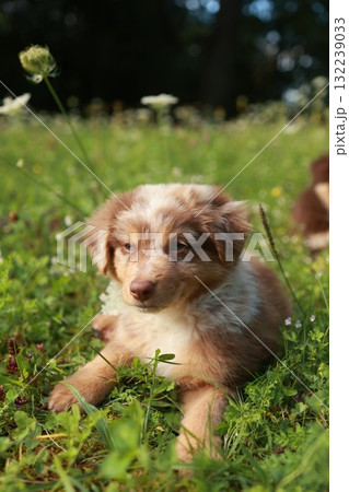 Brown and white dog is laying in the grass Brown and white dog is laying in the grass 132239033