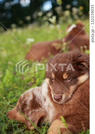 Brown and white dog is laying in the grass 132239035