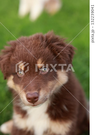 Brown and white dog with a blue eye is sitting on the grass 132239041