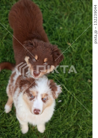 Two brown and white dogs standing on a green grassy field Two brown and white dogs standing on a green grassy field 132239044