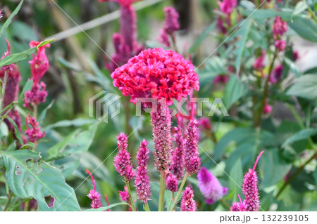 ケイトウ　Plumed cockscomb 132239105