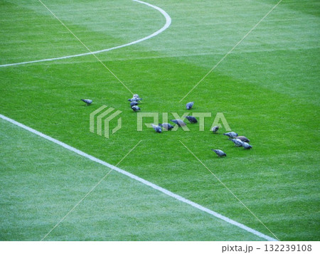 Group of birds are eating on a green field Group of birds are eating on a green field 132239108