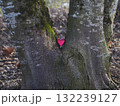 Heart is stuck in the bark of a tree 132239127