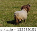 Two sheep are grazing in a field 132239151