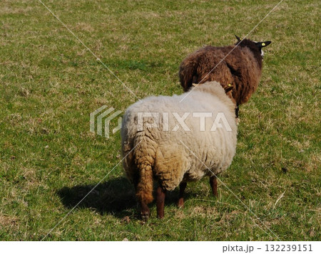 Two sheep are grazing in a field 132239151