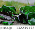 Broken green glass bowl with pieces scattered on the ground 132239152