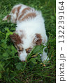 Brown and white dog is sniffing the grass 132239164