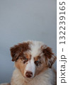 Brown and white dog with a blue eye is looking at the camera 132239165