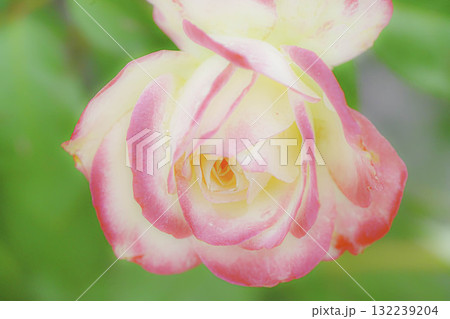 薔薇園にピンク色の薔薇の花が咲いています 132239204