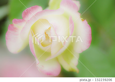 薔薇園にピンク色のバラの花が咲いています 132239206