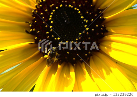 ヒマワリの花・季節のシンボル ヒマワリの花・季節のシンボル 132239226