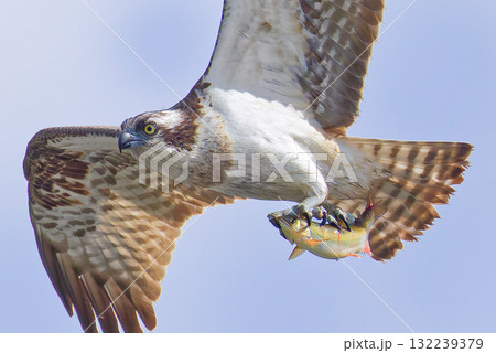 秋晴れに鮎を持ち去るミサゴ 132239379