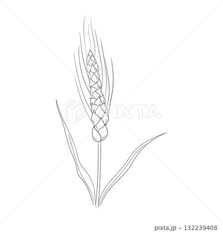 小麦のボタニカルラインアート 132239408